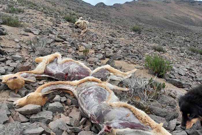 Reportan nueva matanza de vicuñas en alturas de Caraybamba 